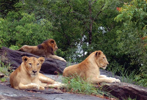 Experience Wildlife in Kovalam