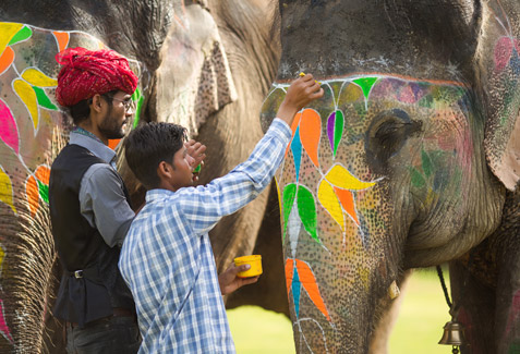 Elefun is a luxurious elephant sanctuary 