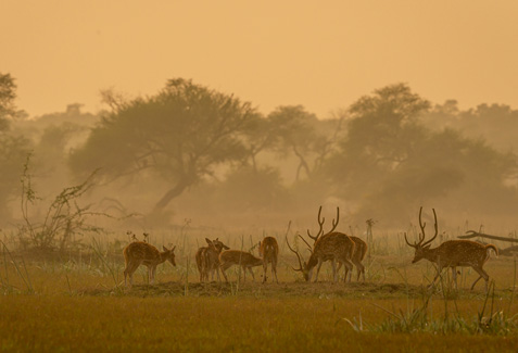 Nature and Wildlife in Udaipur