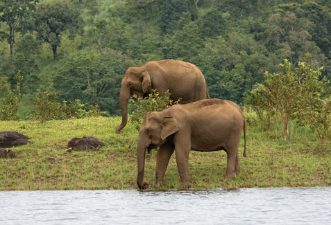 Kaveri Elephant Park