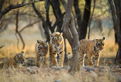 Bannerghatta National Park