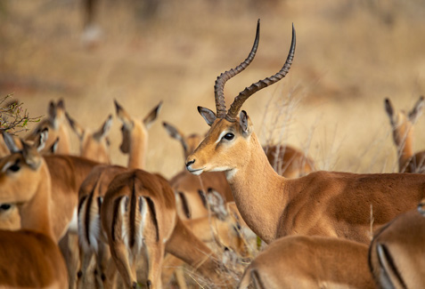 Guindy National Park