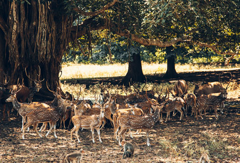 Deer Park in Gandhinagar