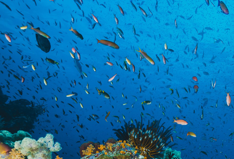 Taraporewala Aquarium