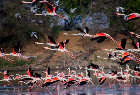 Nalsarovar Bird Sanctuary