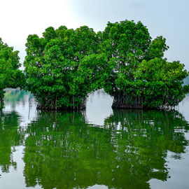 Immersing in Nature's Paradise - Ashtamudi, a Haven for Nature Enthusiasts