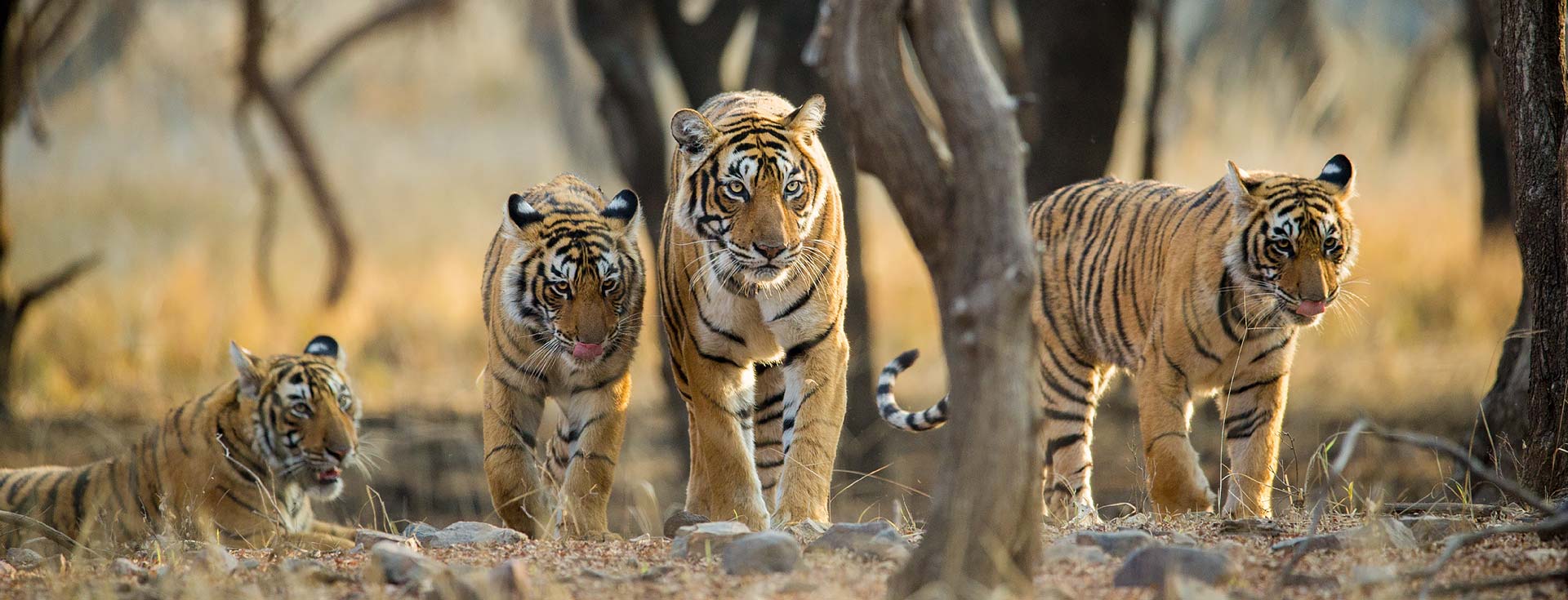 Bannerghatta National Park 