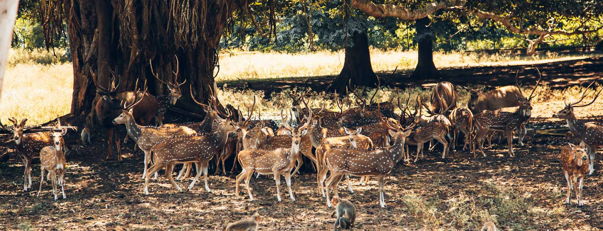 Deer Park
