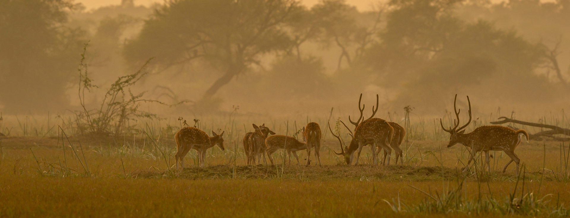 Sajjangarh Biological Park