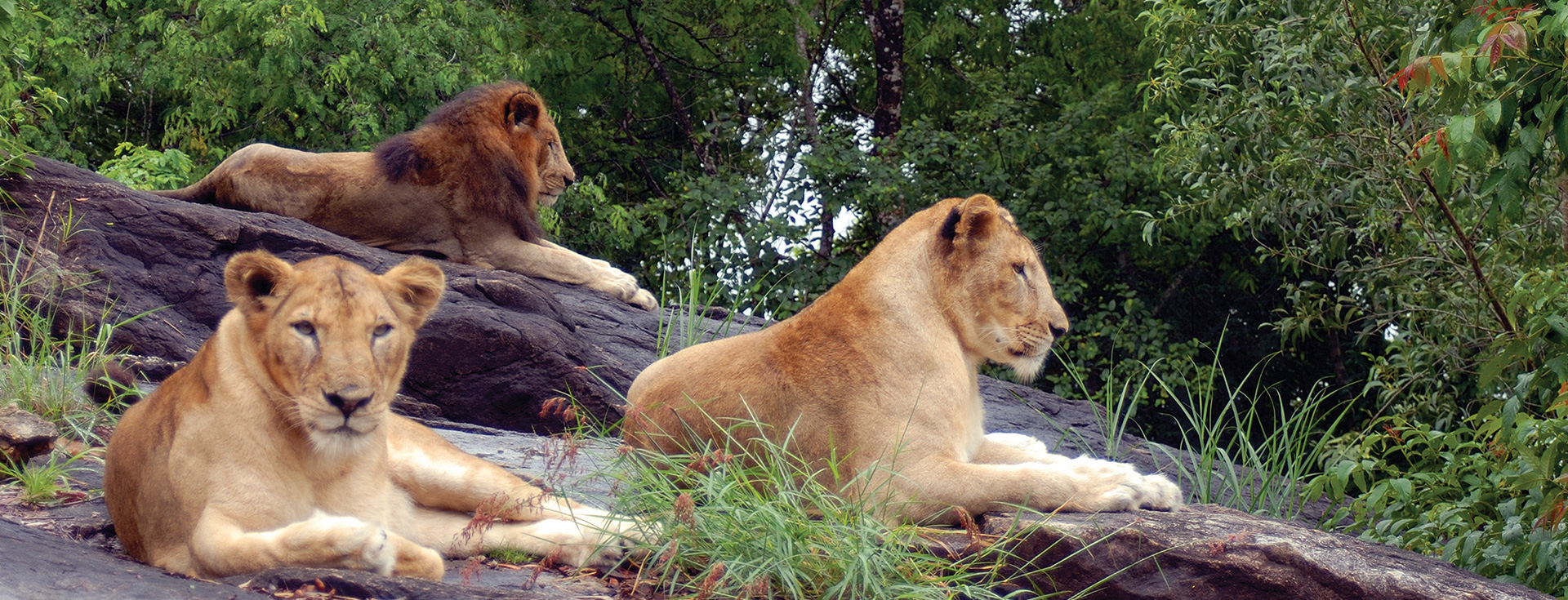 Neyyar wildlife sanctuary