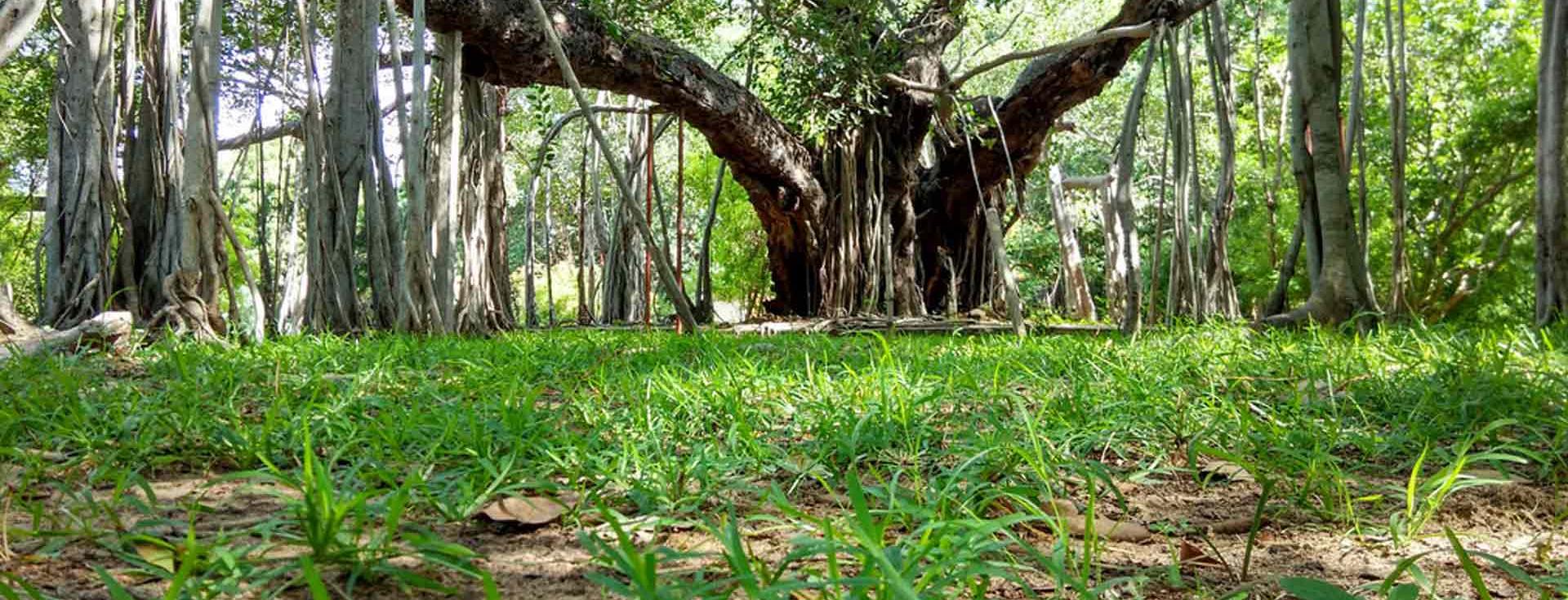 5 wildlife sanctuaries that you must not miss when in Chennai