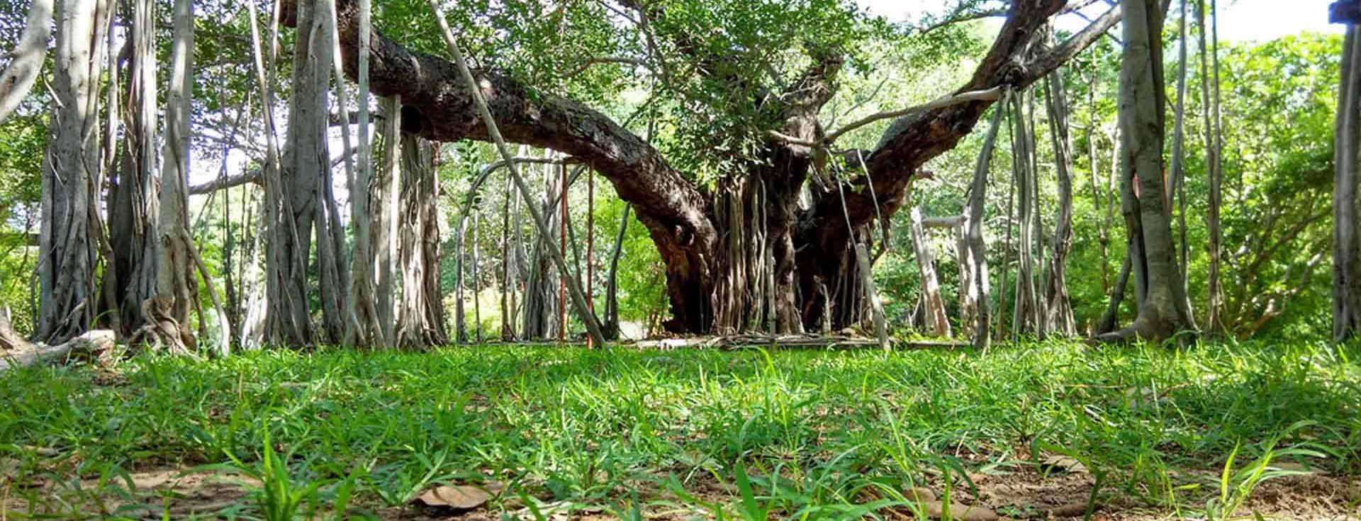 5 Wildlife sanctuaries that you must not miss when in Chennai