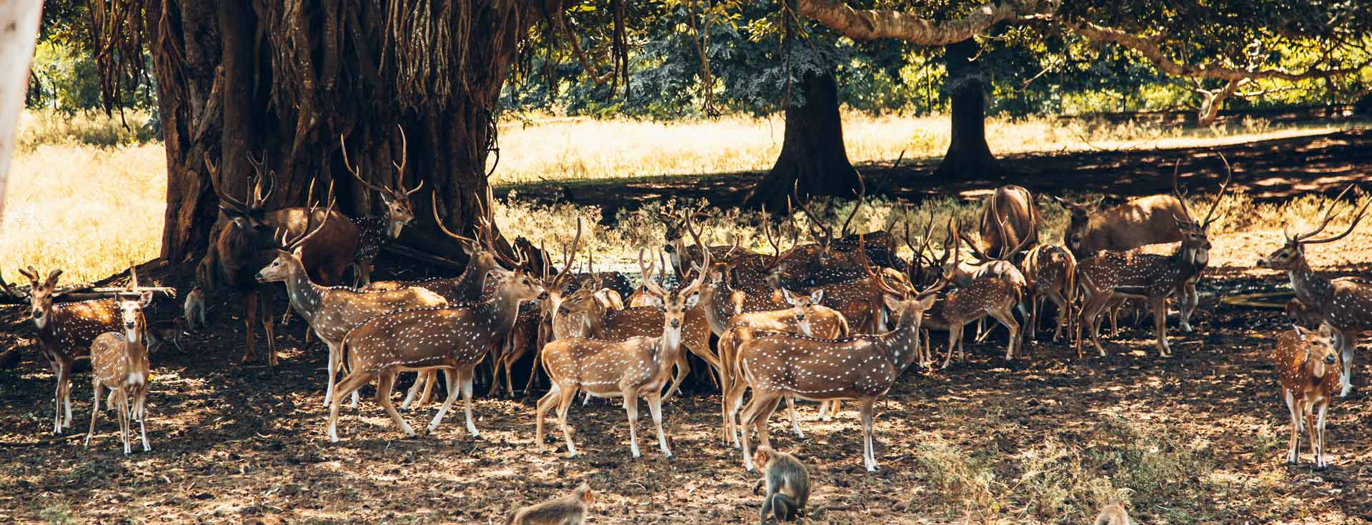 Deer Park