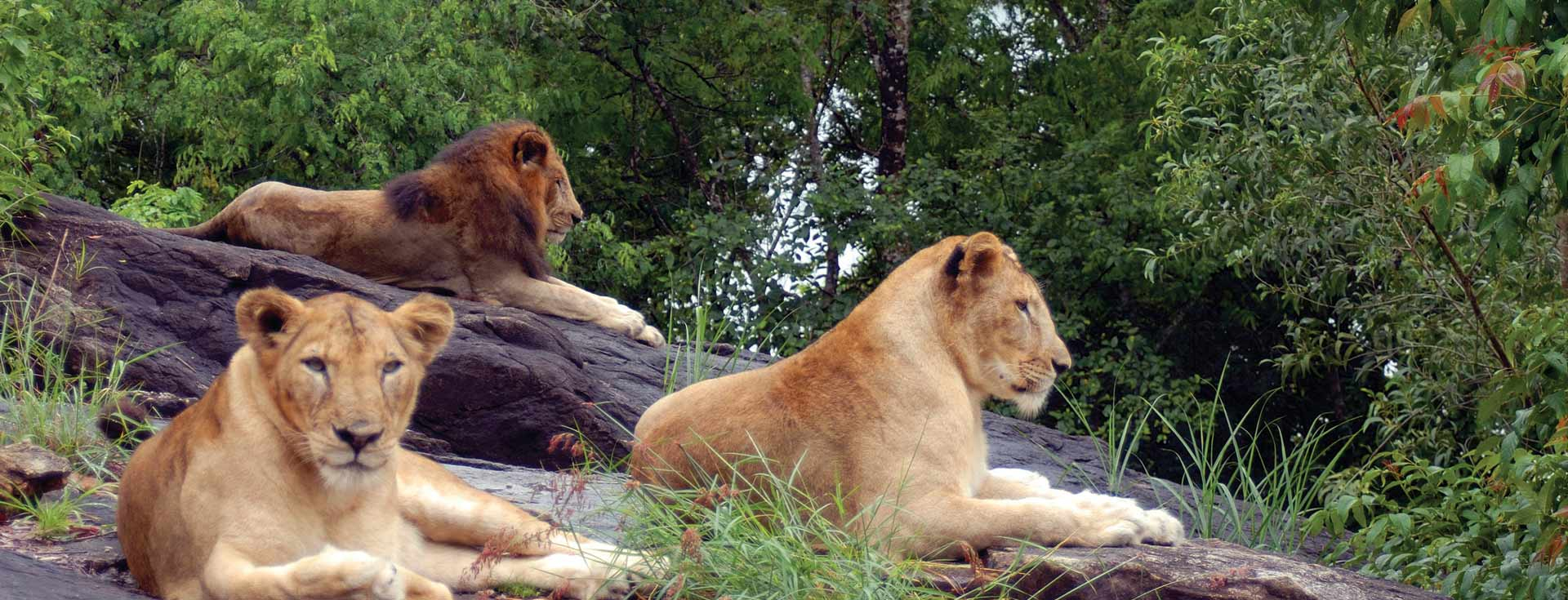 Neyyar Wildlife Sanctuary
