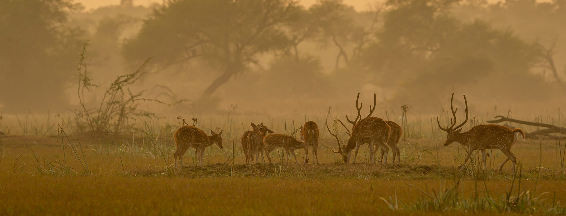 Sajjangarh Biological Park