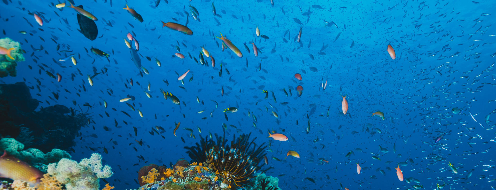 Taraporewala Aquarium