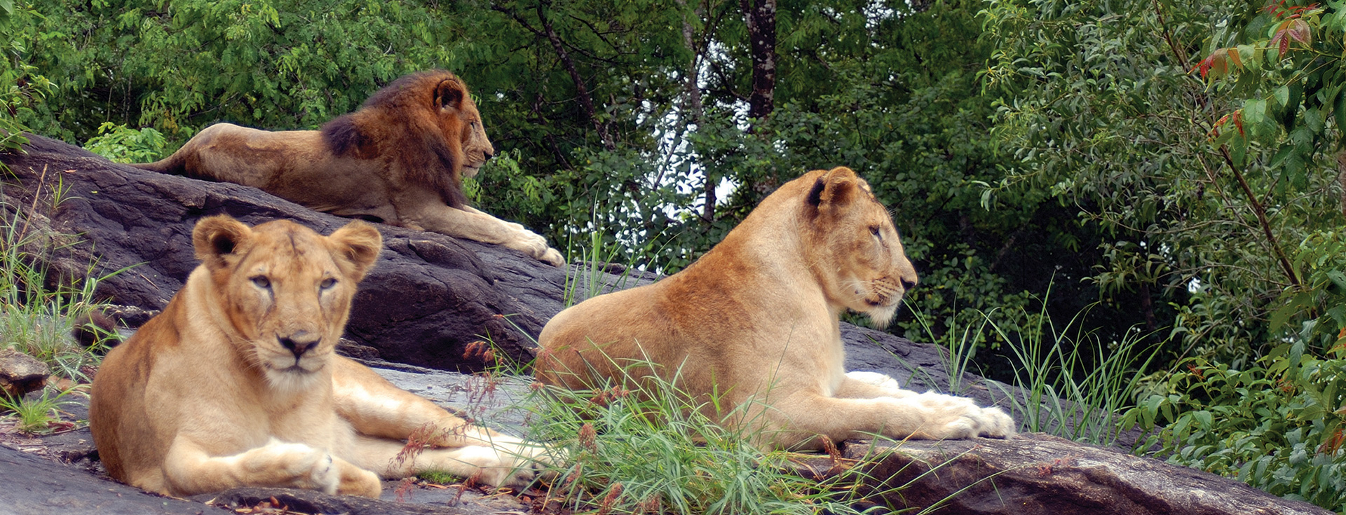 Neyyar wildlife sanctuary