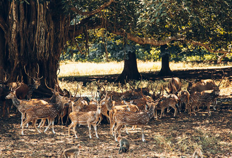 Deer Park in Gandhinagar