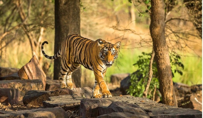 The Leela Ranthambore
