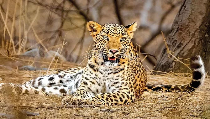 Jhalana Leopard Safari 
