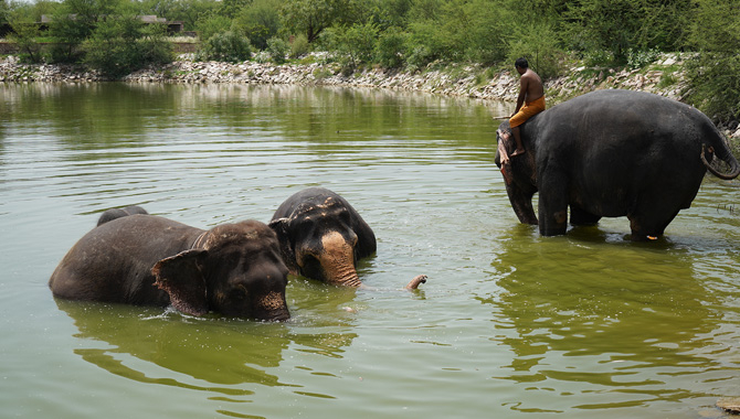 Visit to Hathi Gaon - The Leela Palace Jaipur