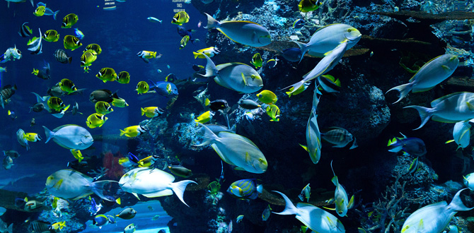 Experience the Marine Marvels