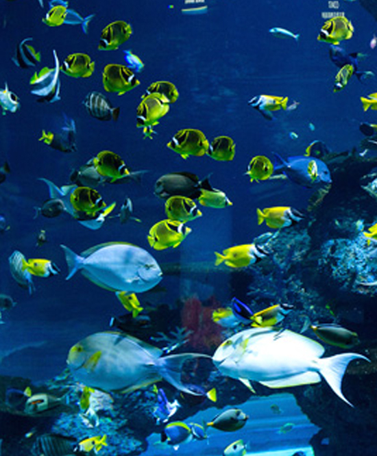 Experience the Marine Marvels in Kovalam