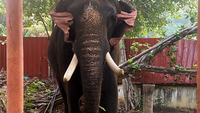 Thrikadavoor Sivaraju