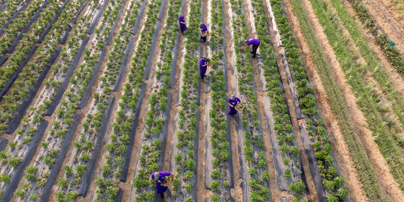 The Leela Farm 