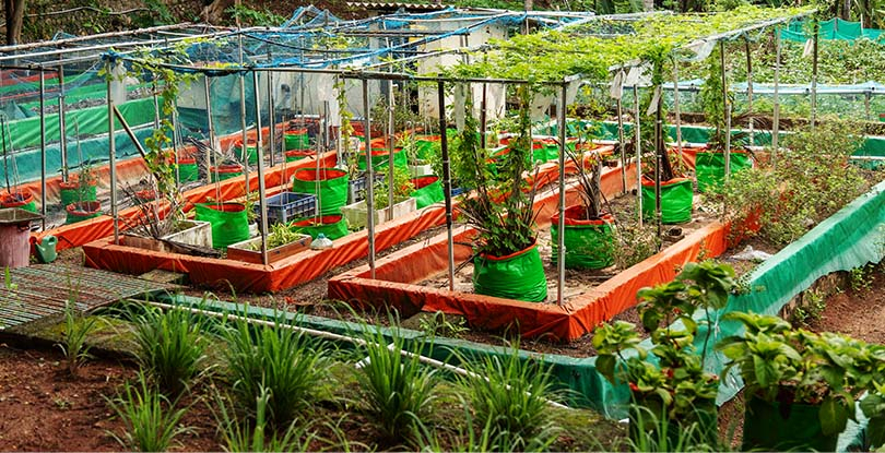 Harvest Your Culinary Inspiration