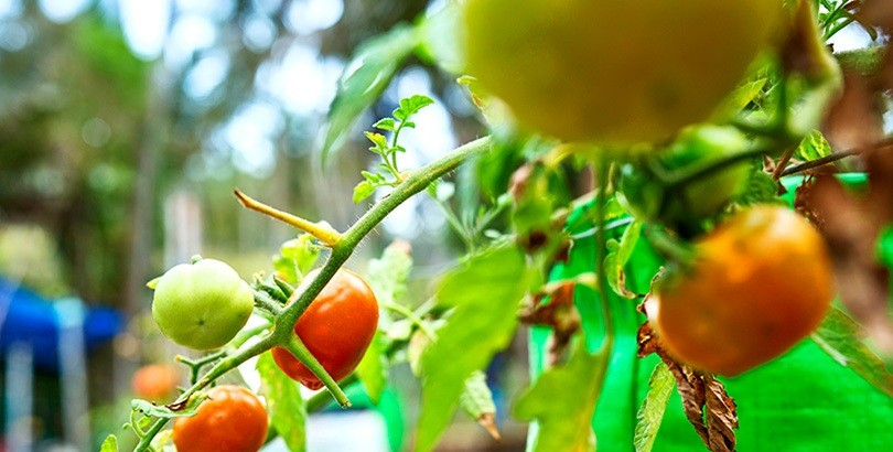 A Symphony of Flavours and Colours