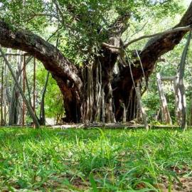 5 wildlife sanctuaries that you must not miss when in Chennai